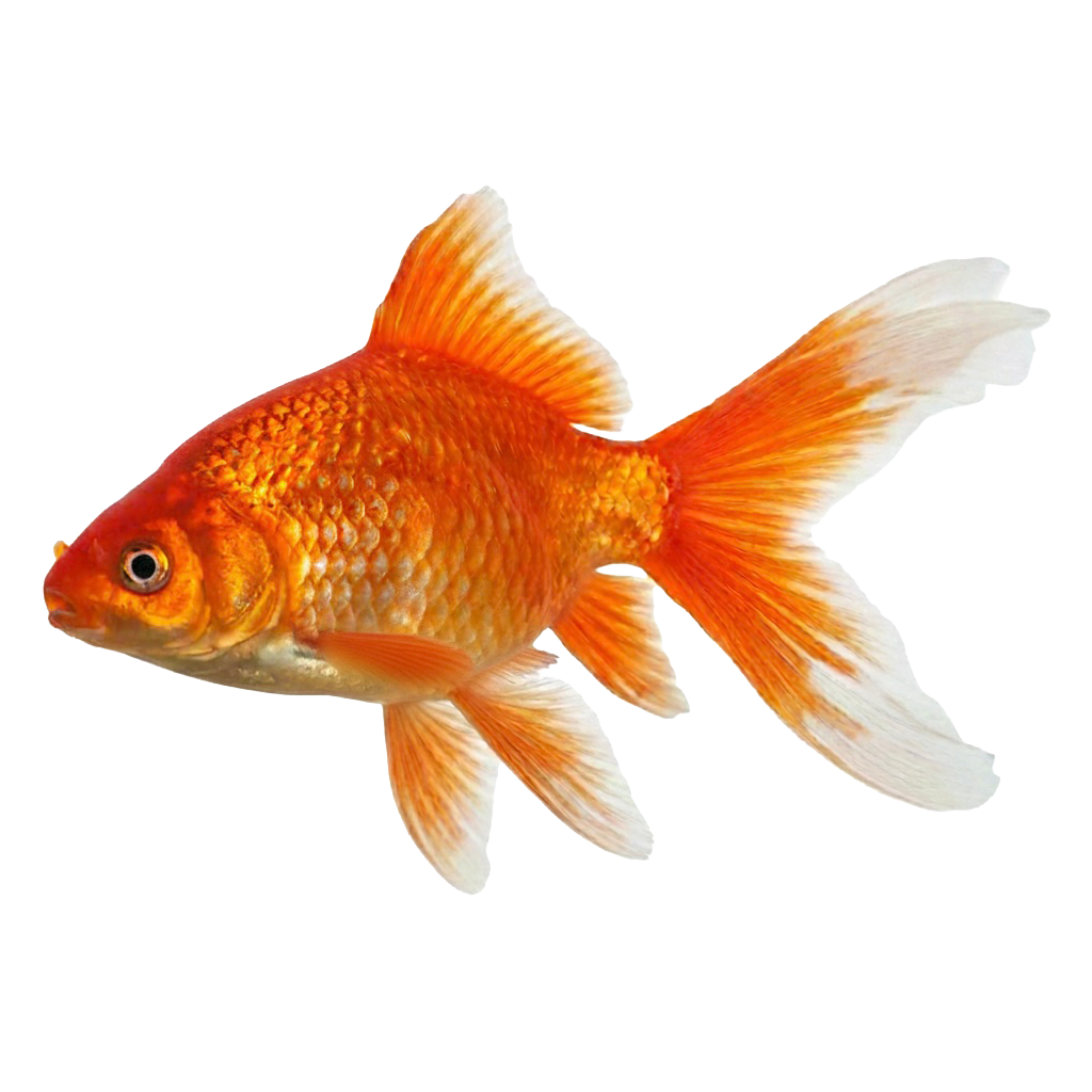 goldfish follower